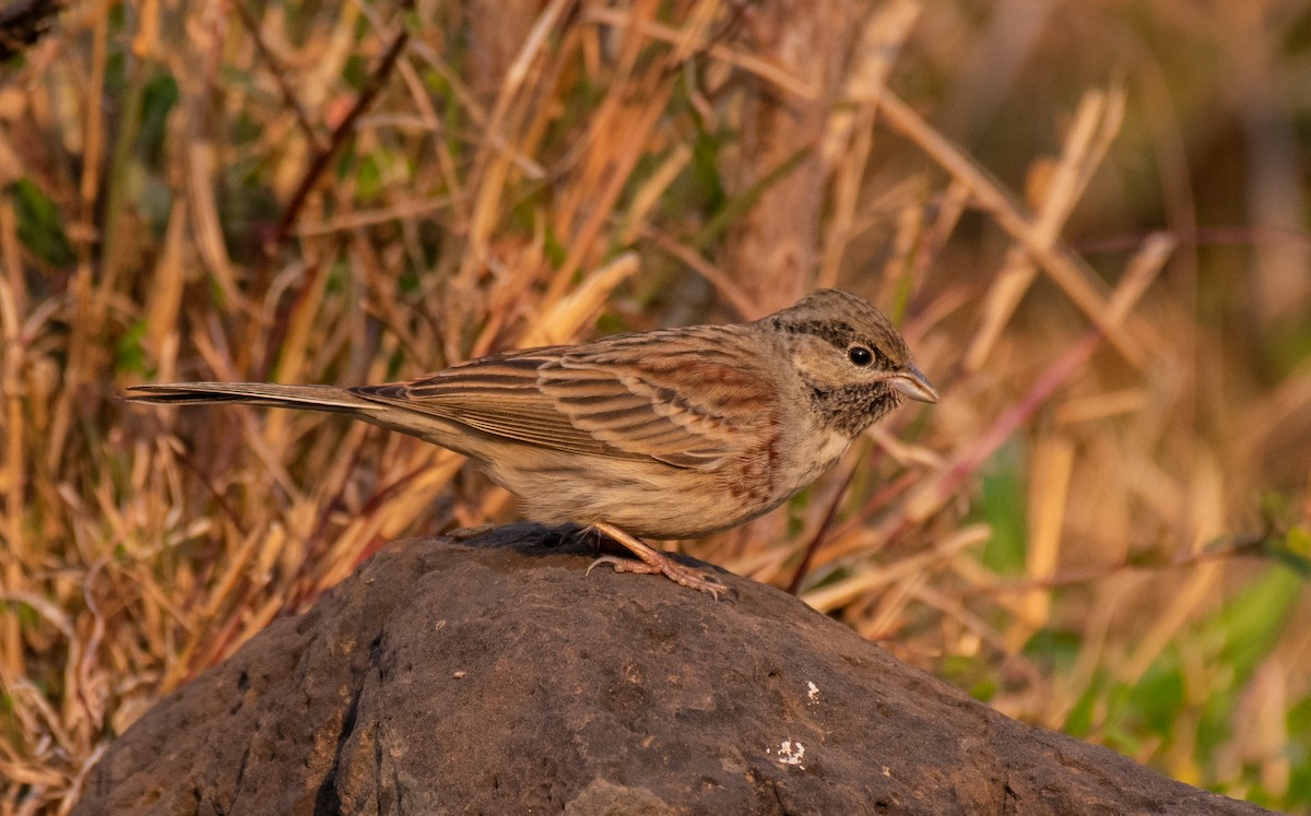 White-capped Bunting - ML197848241