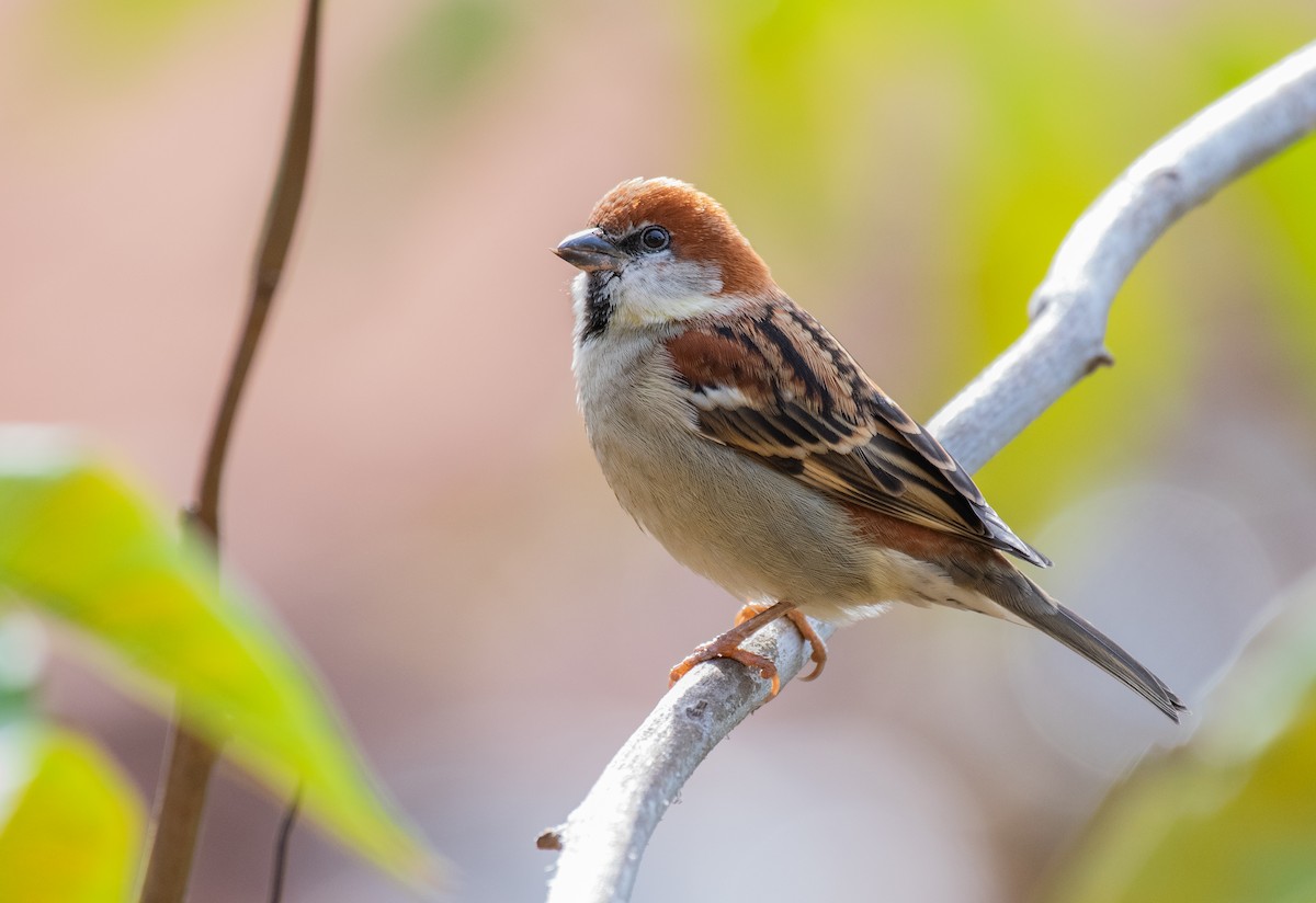 Russet Sparrow - ML197848391