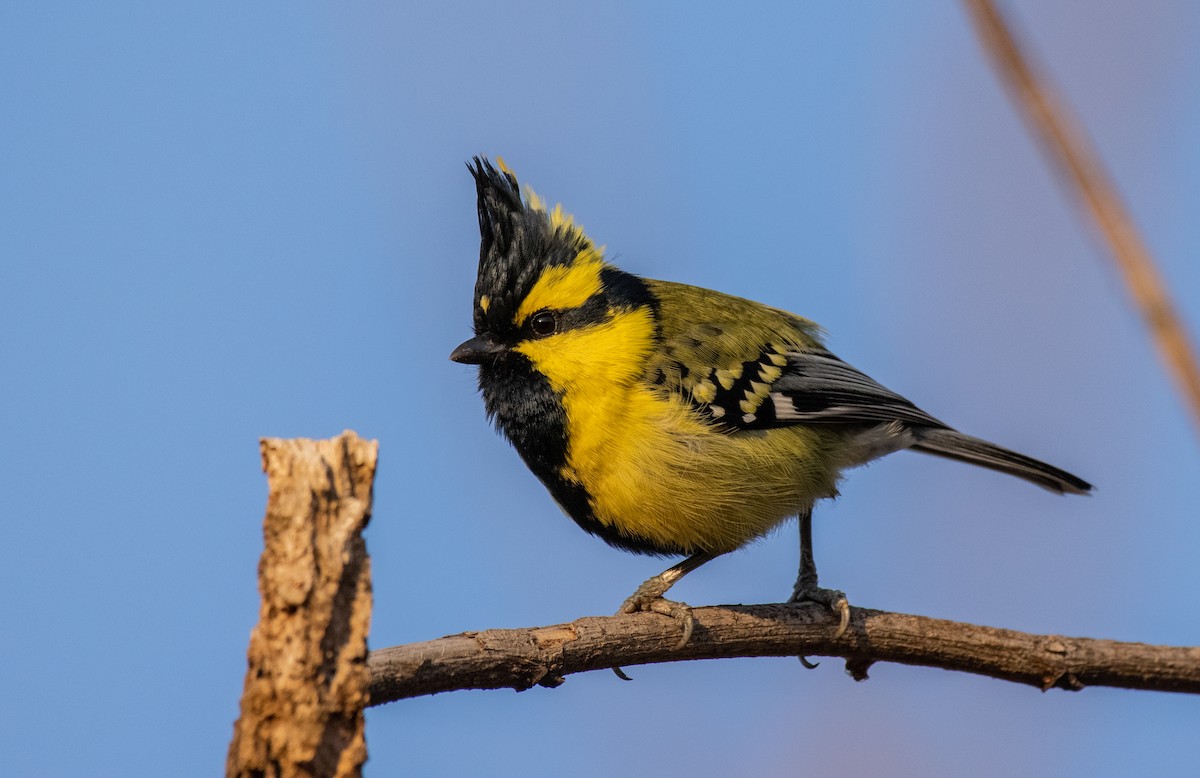 Himalayan Black-lored Tit - Dr. Pankaj Chibber