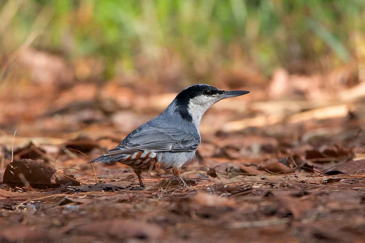 Giant Nuthatch - ML197848601