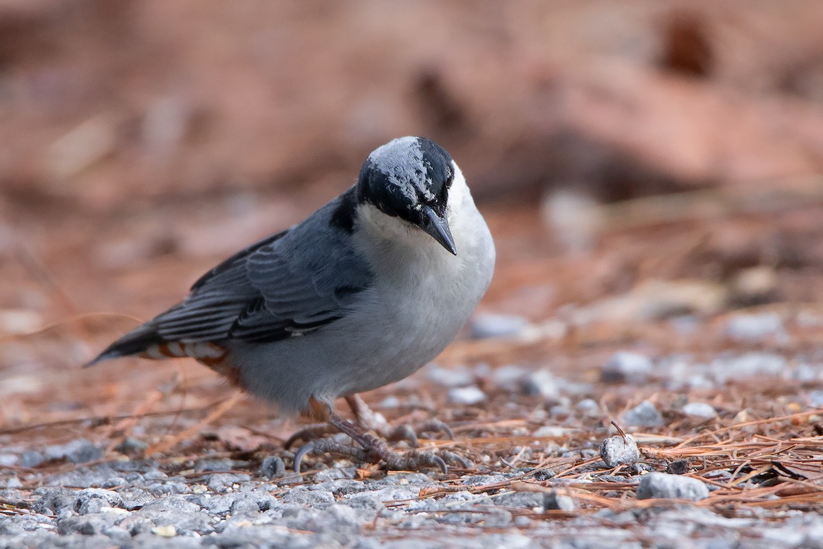 Giant Nuthatch - ML197848611