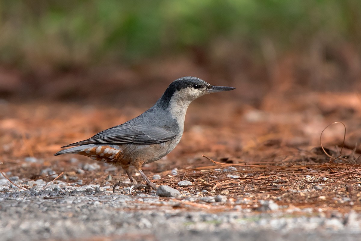 Giant Nuthatch - ML197848631