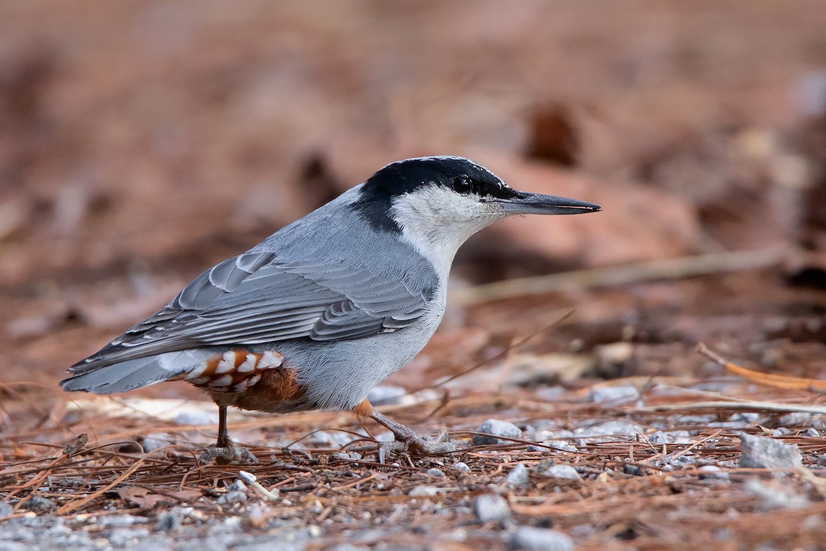 Giant Nuthatch - ML197848691