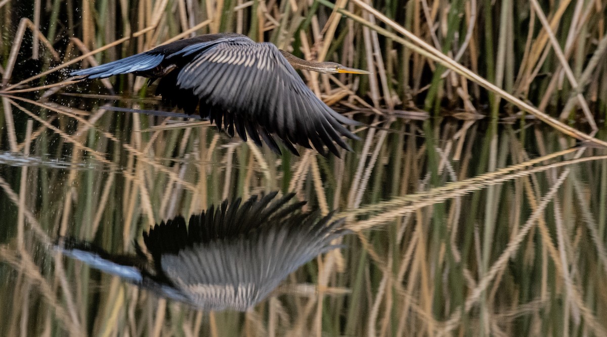 Orient-Schlangenhalsvogel - ML197849461