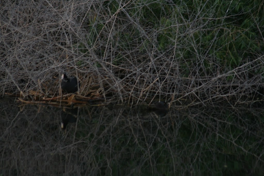 Least Grebe - ML197850261