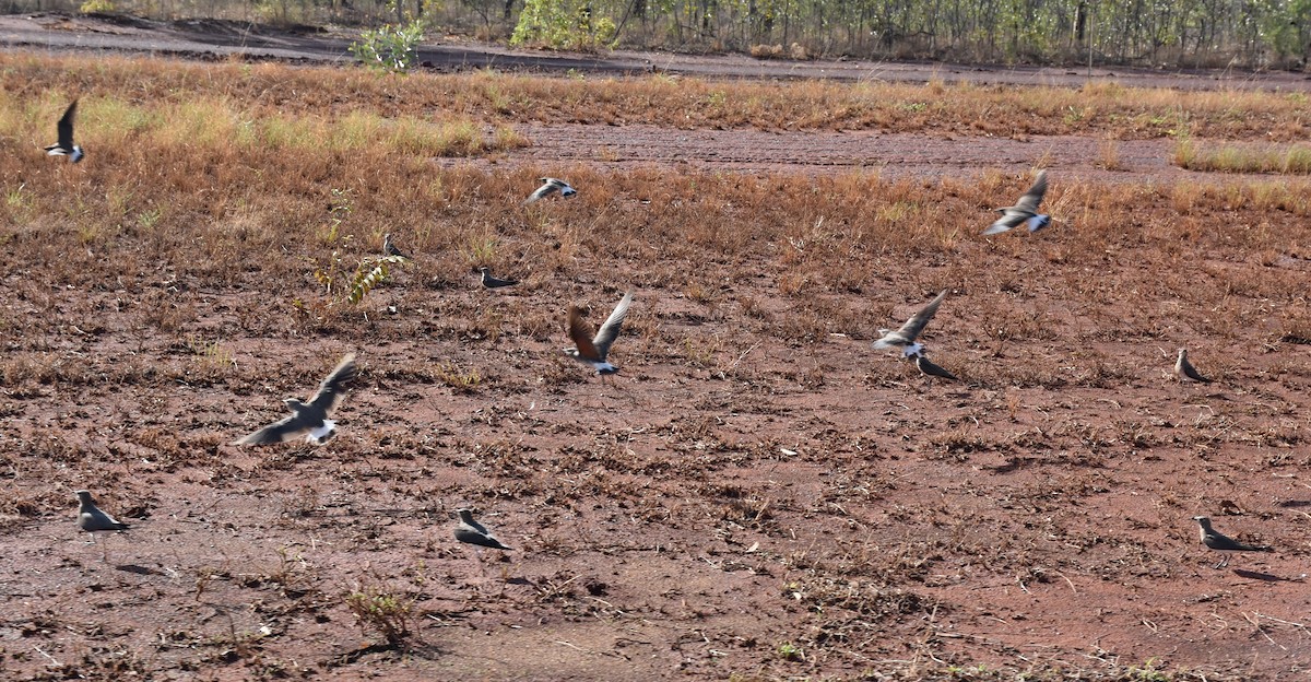 Oriental Pratincole - ML197851151