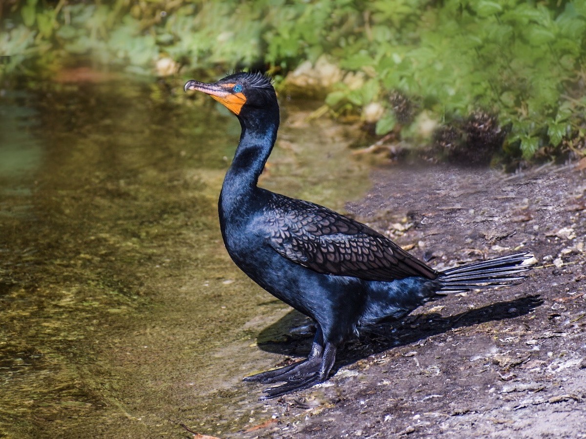 Double-crested Cormorant - Rhonada Cutts