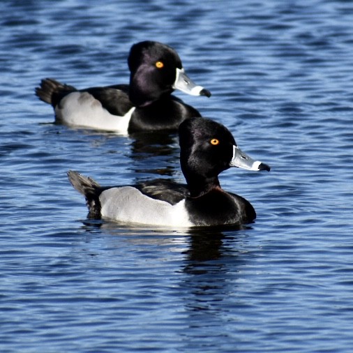 Ring-necked Duck - Rhonada Cutts