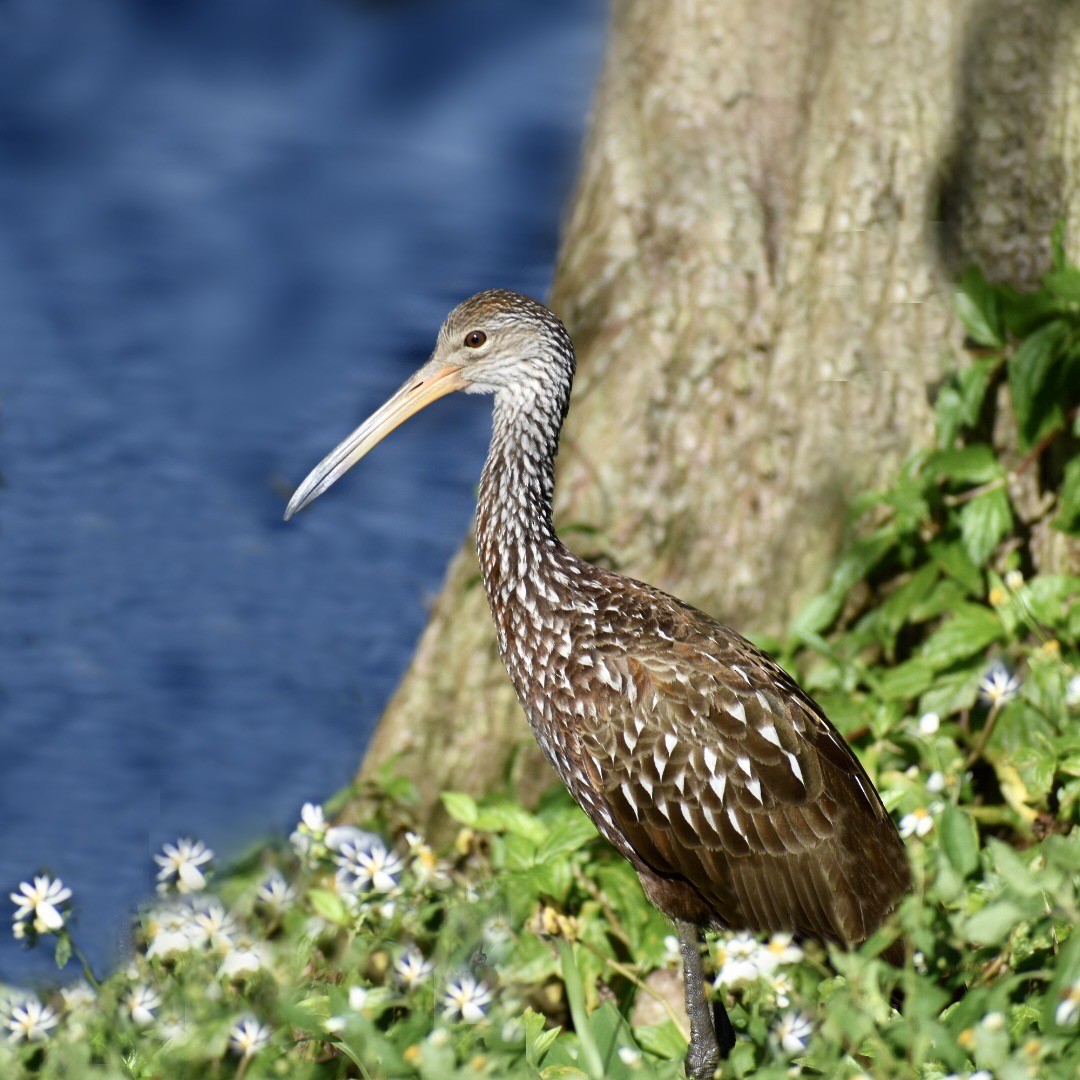 Limpkin - Rhonada Cutts