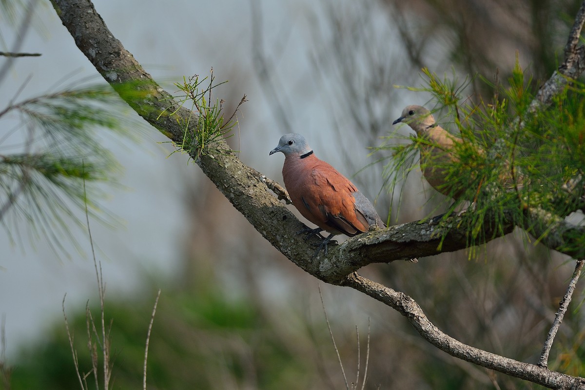Red Collared-Dove - Weber Tsai