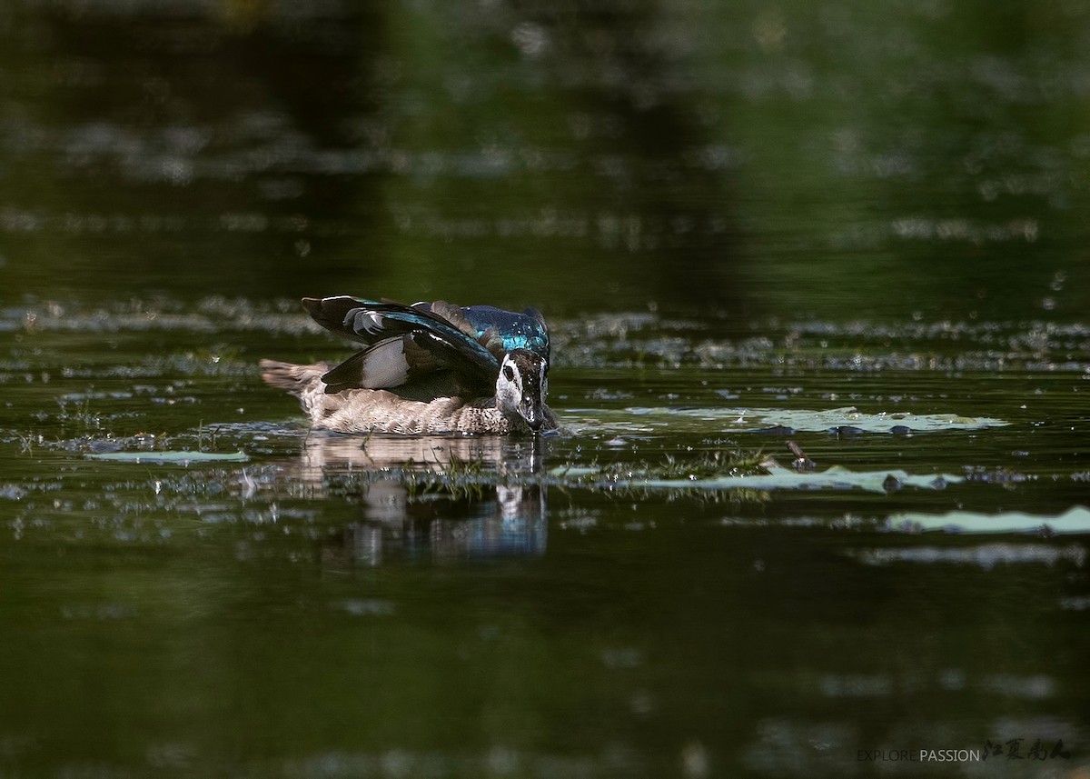 Cotton Pygmy-Goose - ML197854551