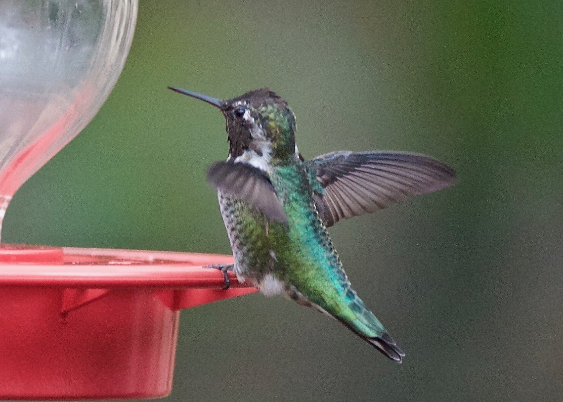 Colibrí de Anna - ML197856141