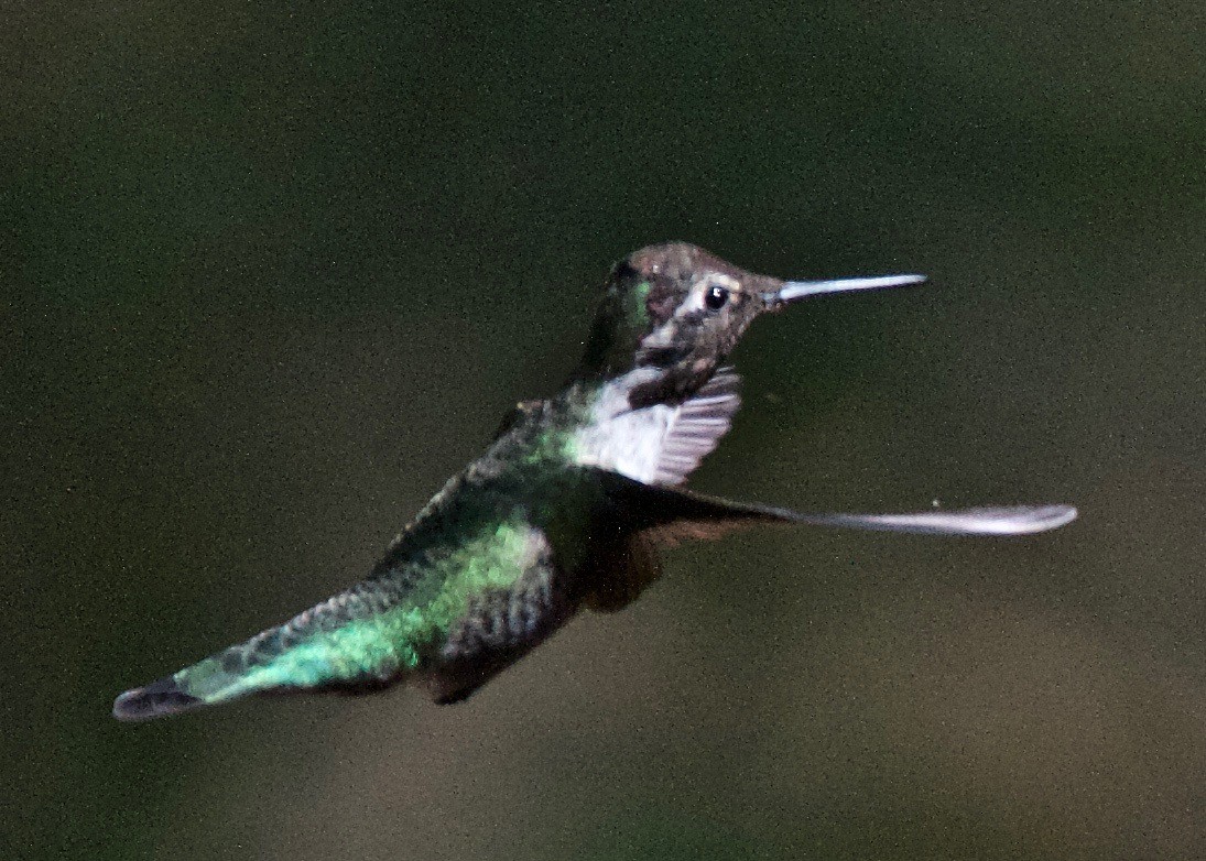 rødmaskekolibri - ML197856151