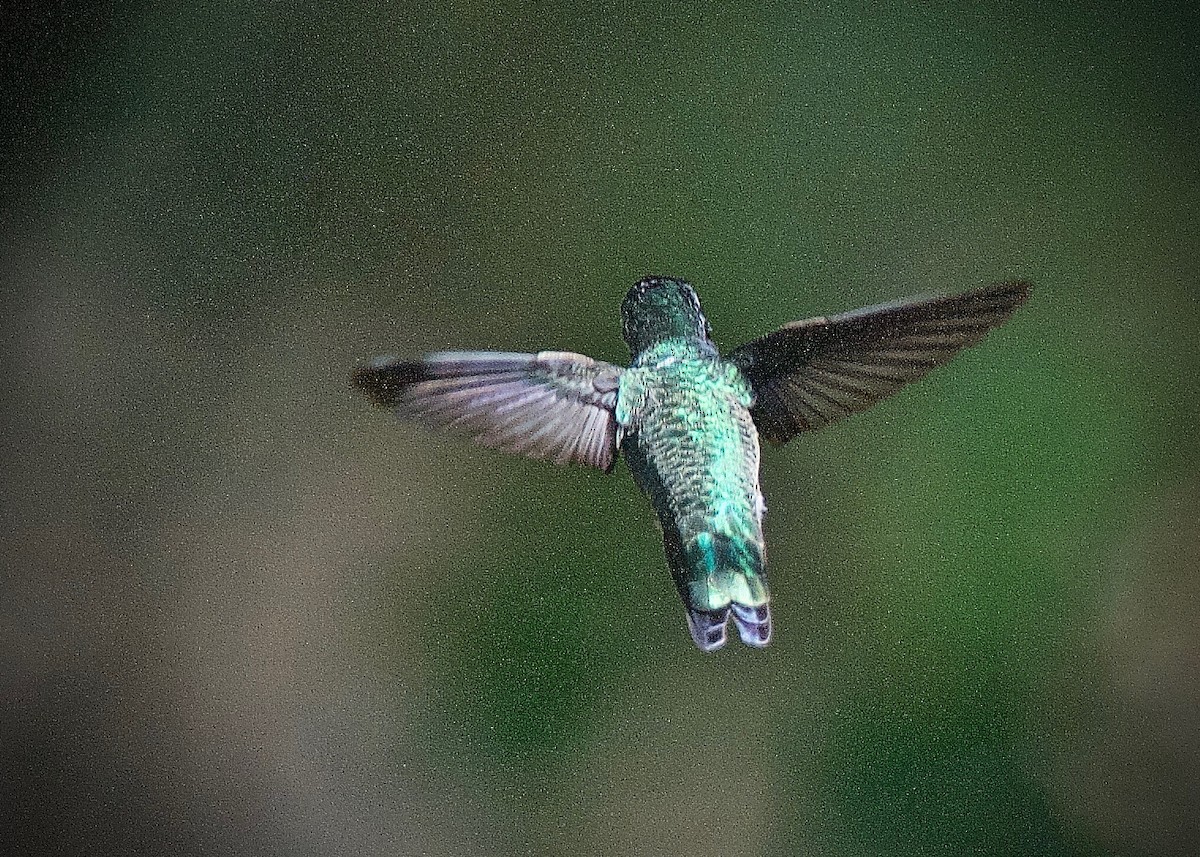 Anna's Hummingbird - Cliff Peterson