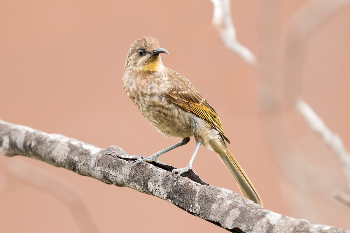 Barred Honeyeater - David Irving