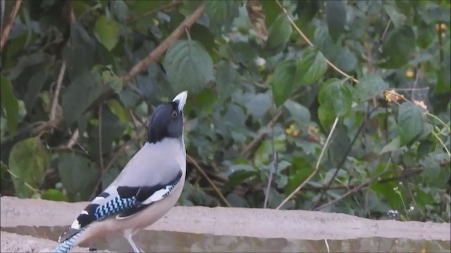 Black-headed Jay - ML197856911