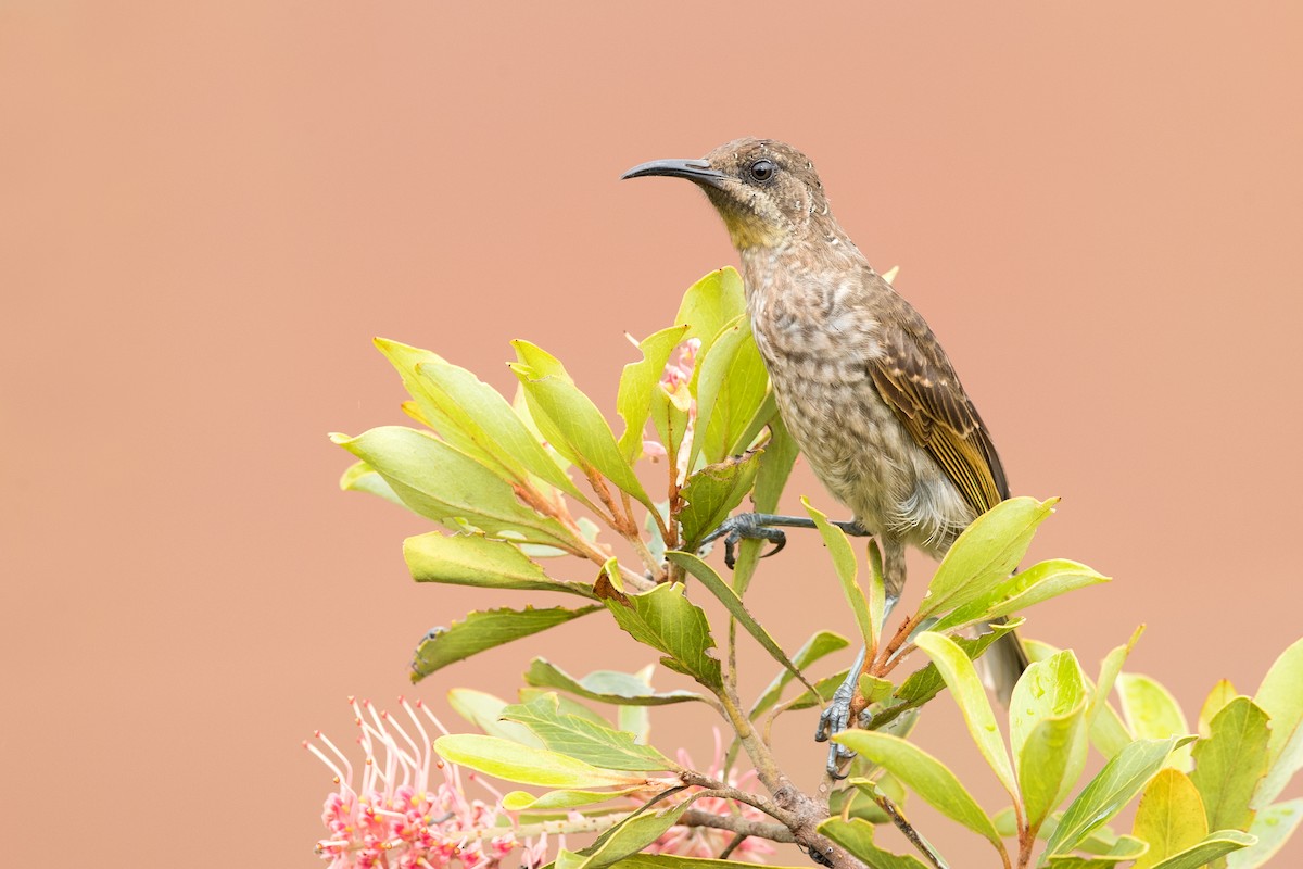 Barred Honeyeater - ML197857071