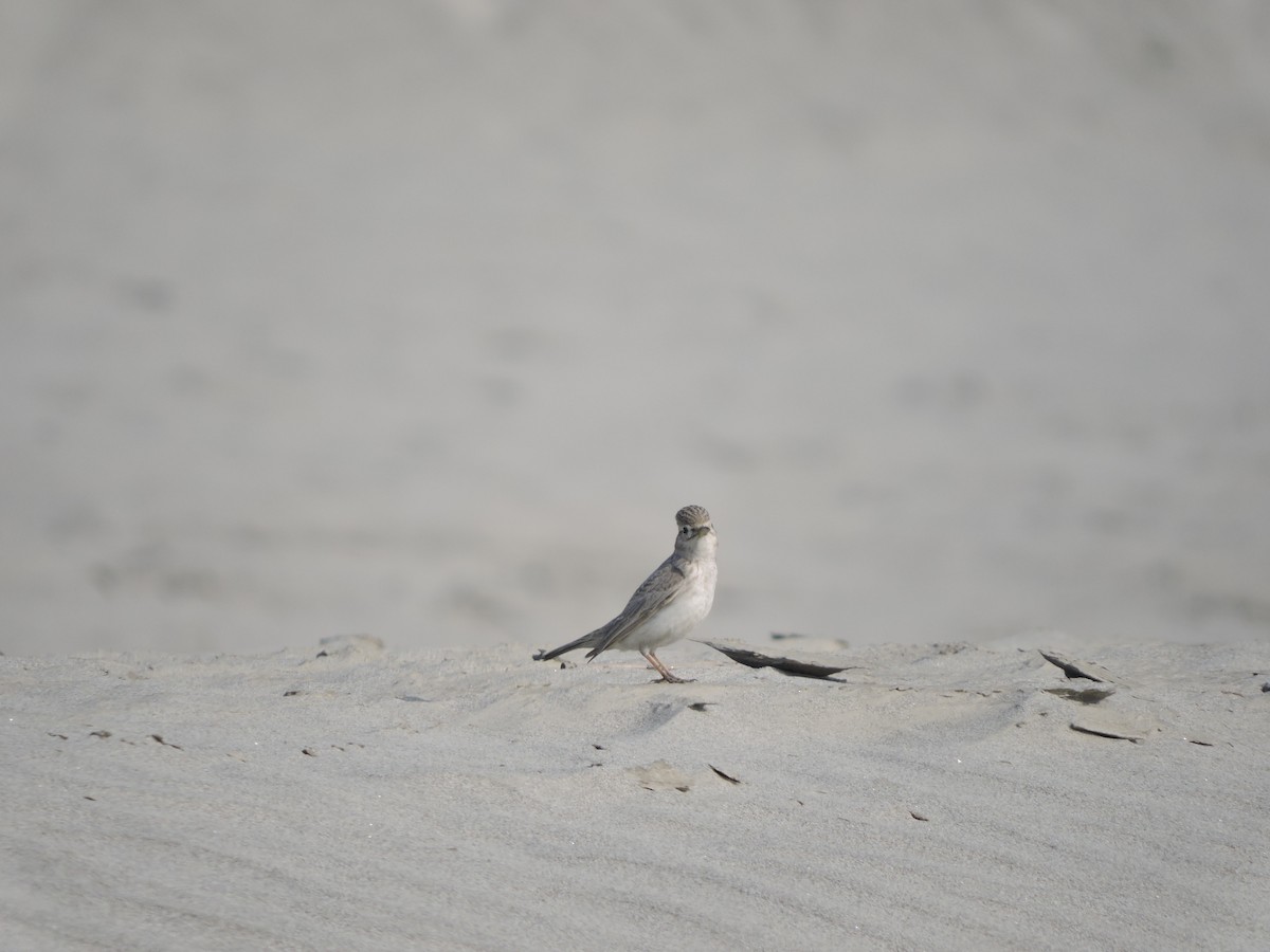 Sand Lark - Jaydev Mandal