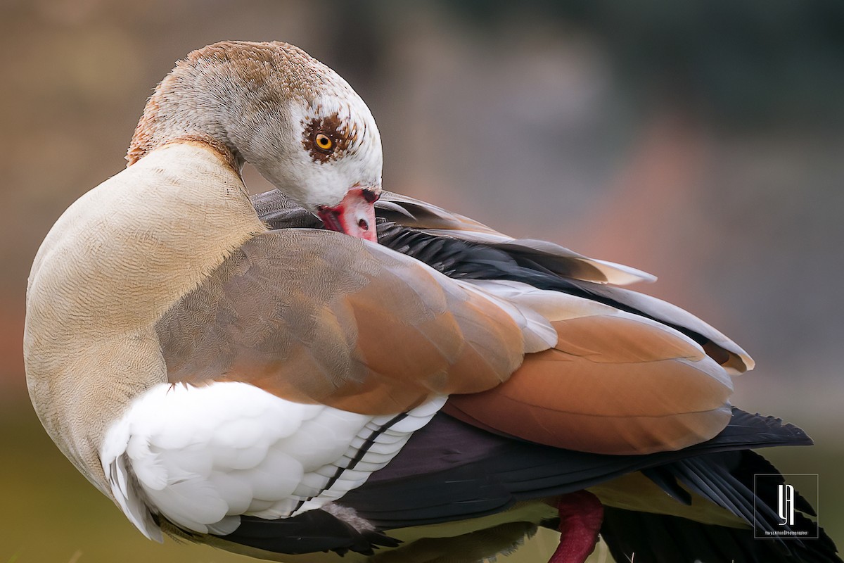 Egyptian Goose - yavuz alhan