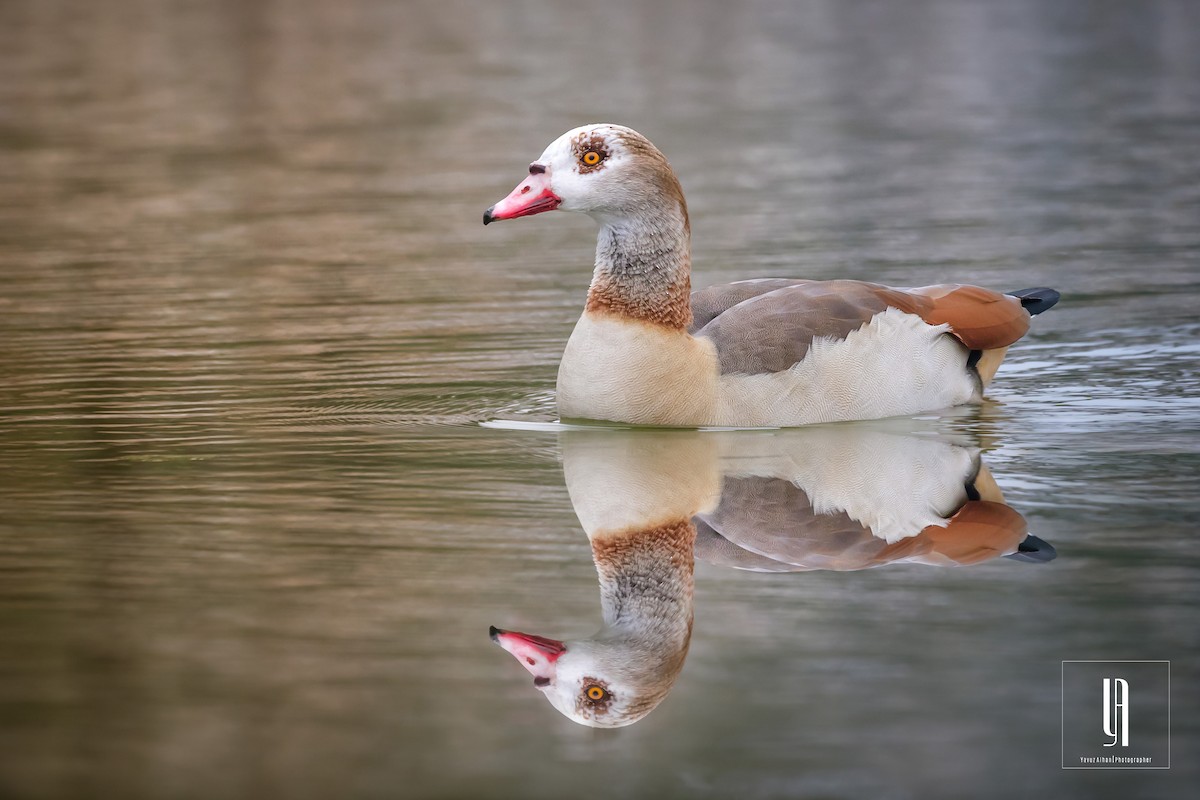 Egyptian Goose - ML197858171