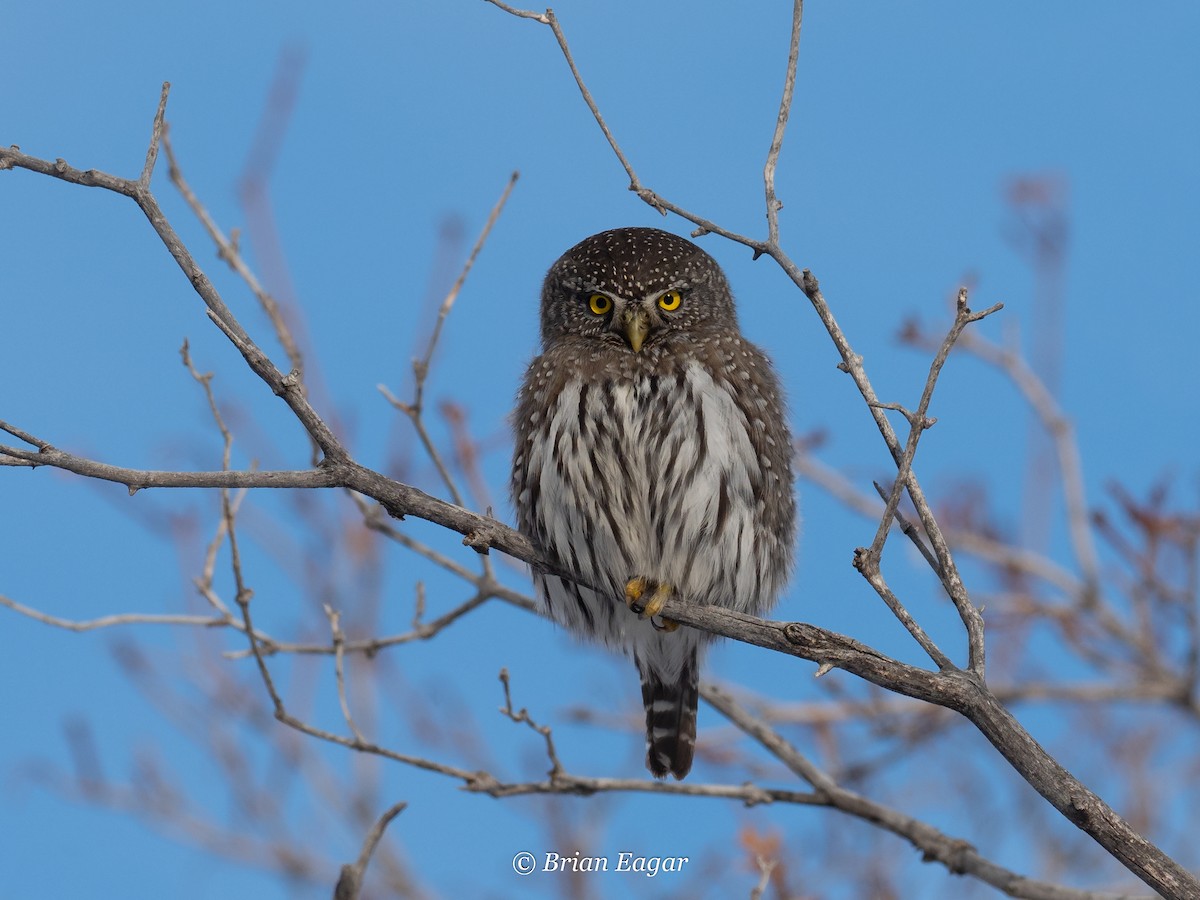 Northern Pygmy-Owl - ML197859521