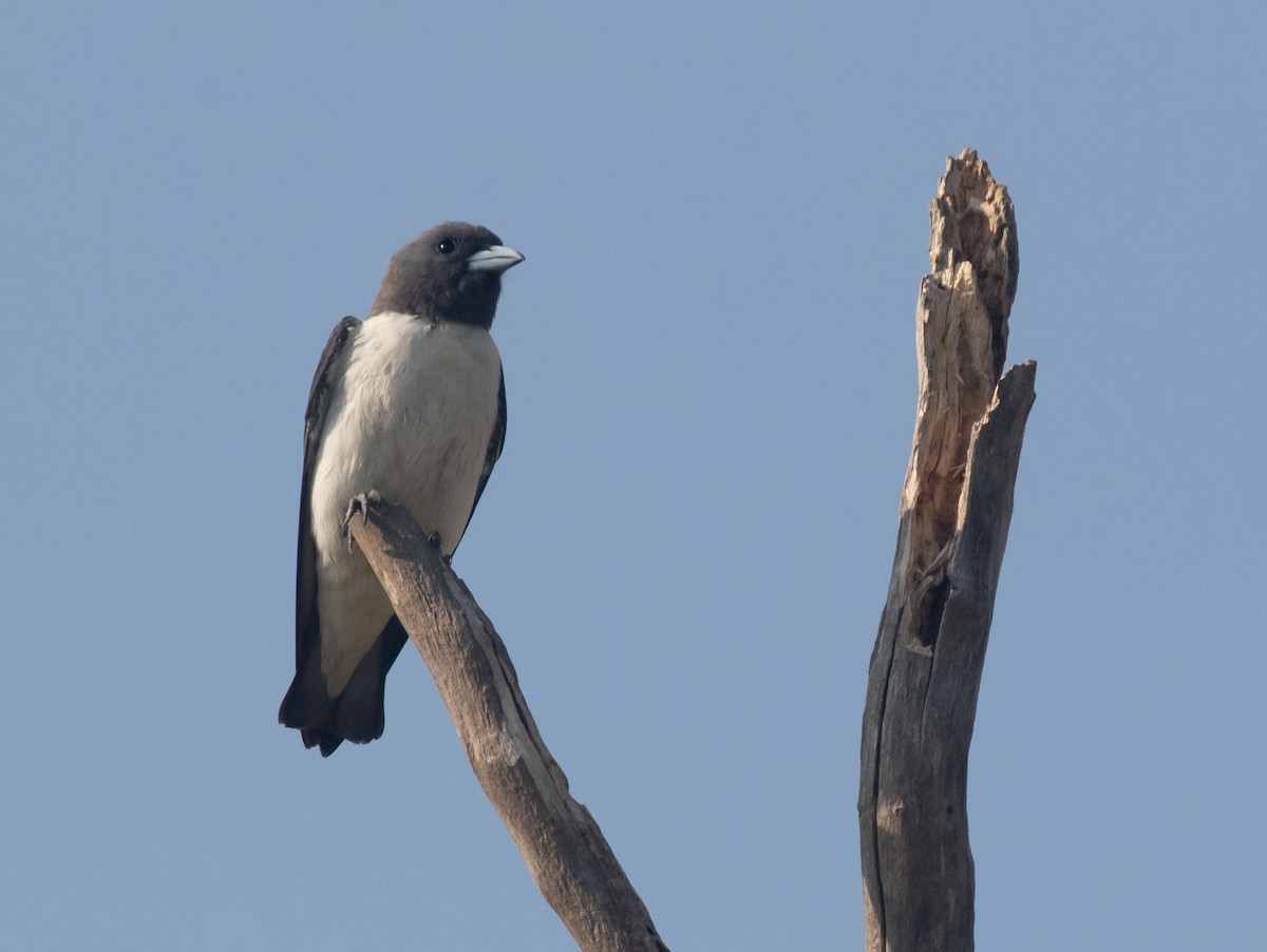 White-breasted Woodswallow - Richard Webber