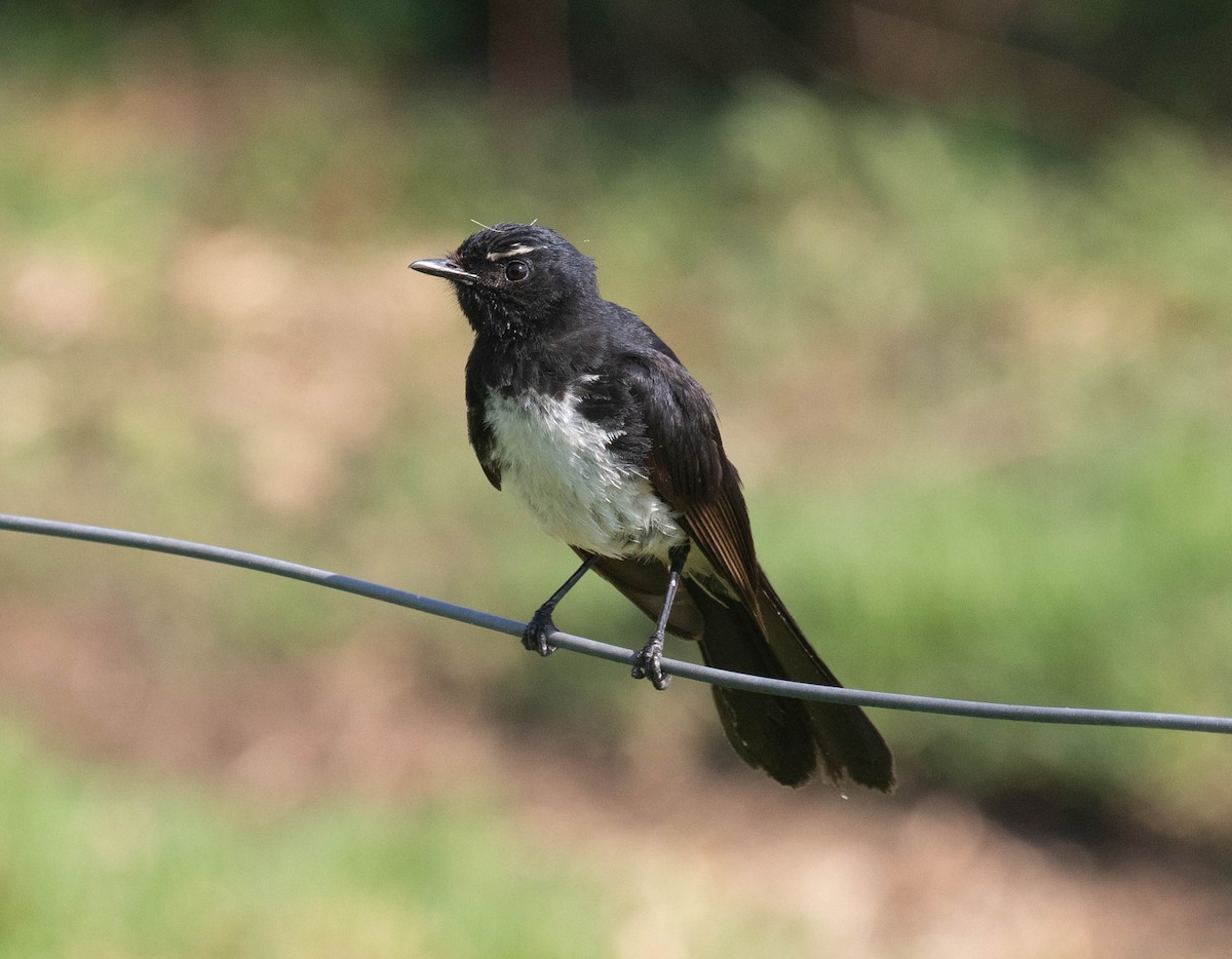 Willie-wagtail - ML197860121