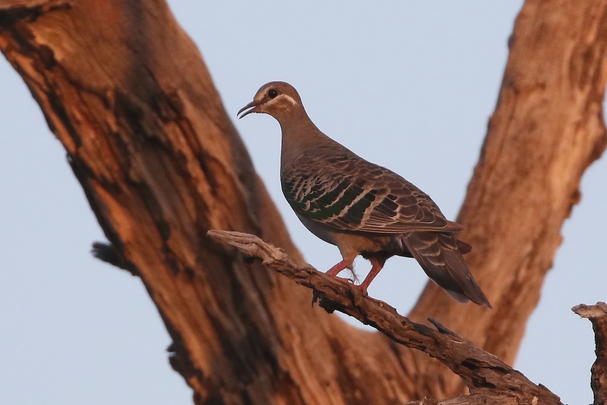Common Bronzewing - Pablo Silber