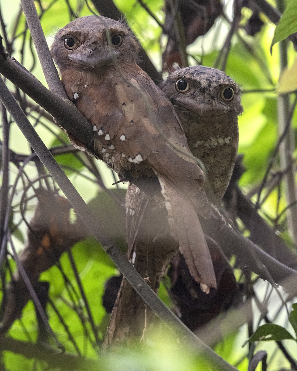 Sri Lanka Frogmouth - Michael Fuhrer