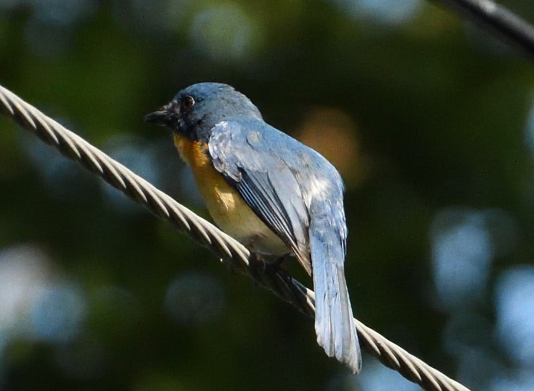 Tickell's Blue Flycatcher - ML197864701