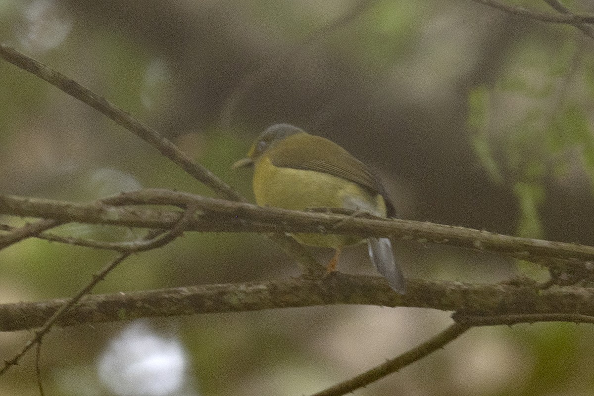 Gray-headed Bulbul - ML197864741