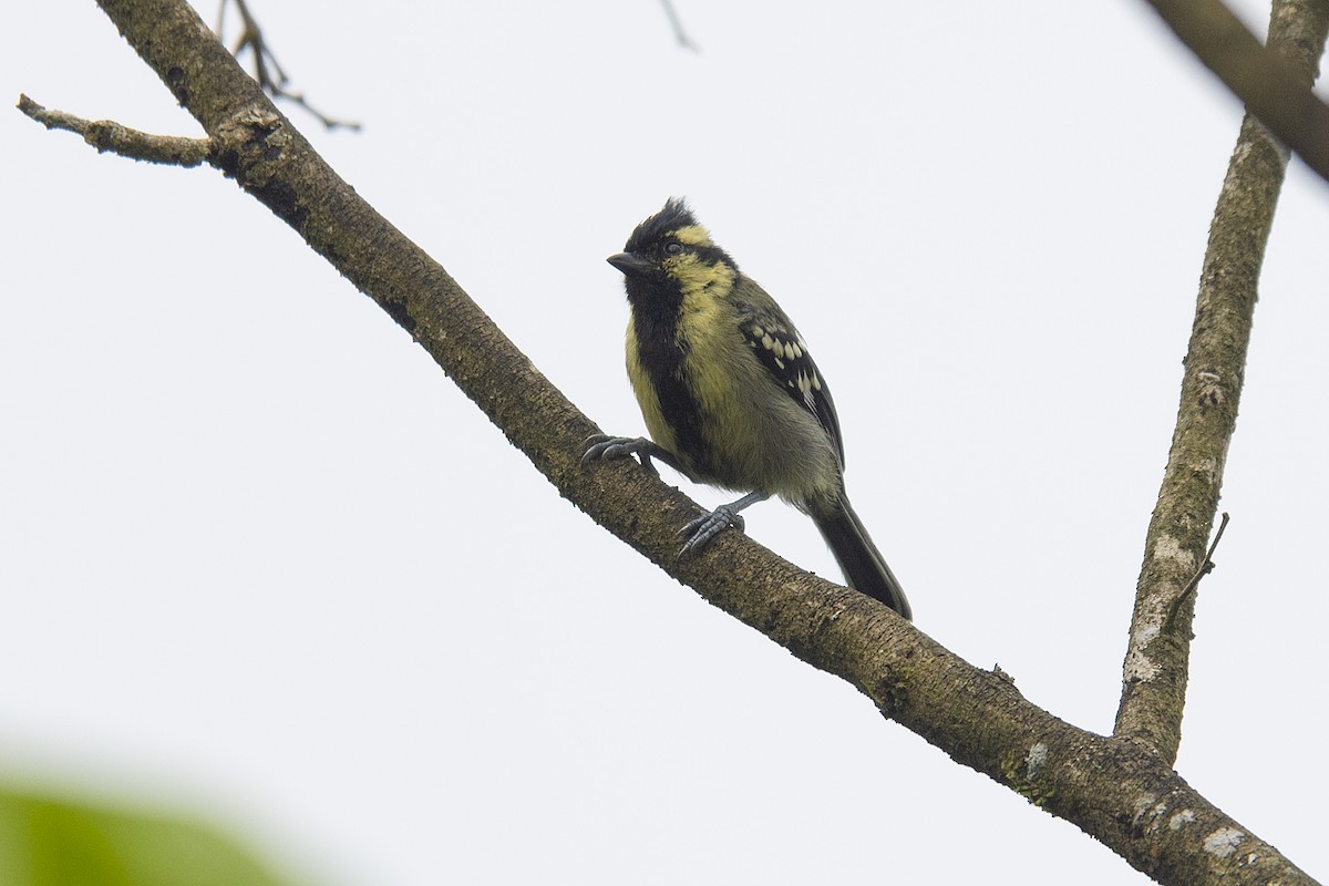 Indian Yellow Tit - ML197865891