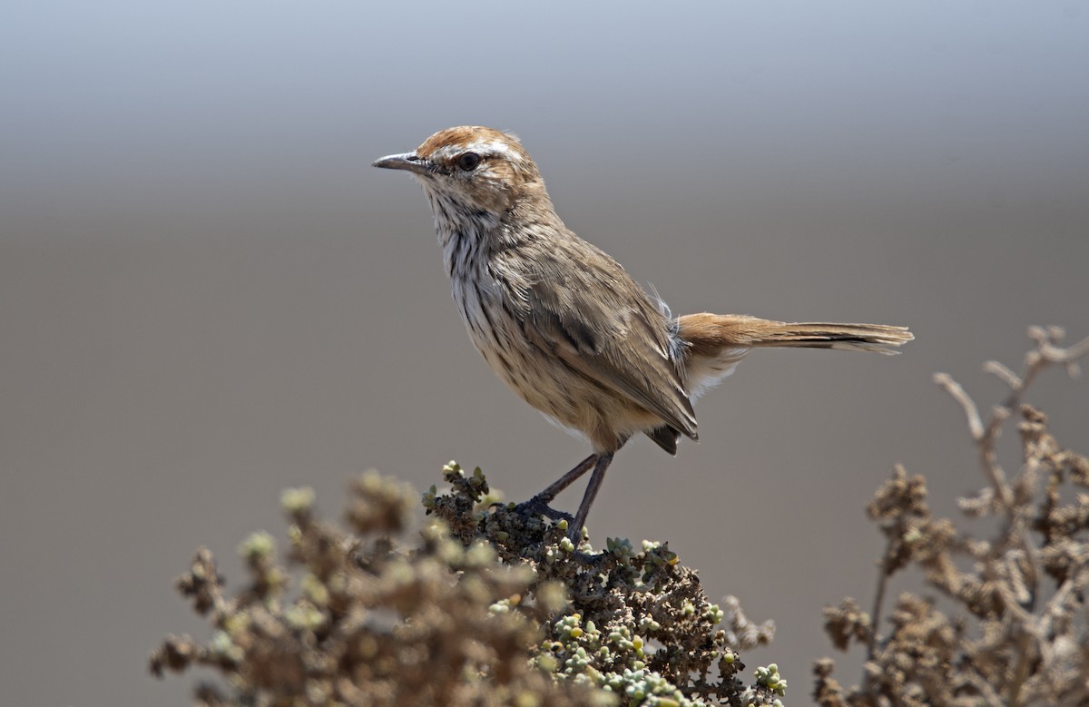 Rufous Fieldwren - ML197867761