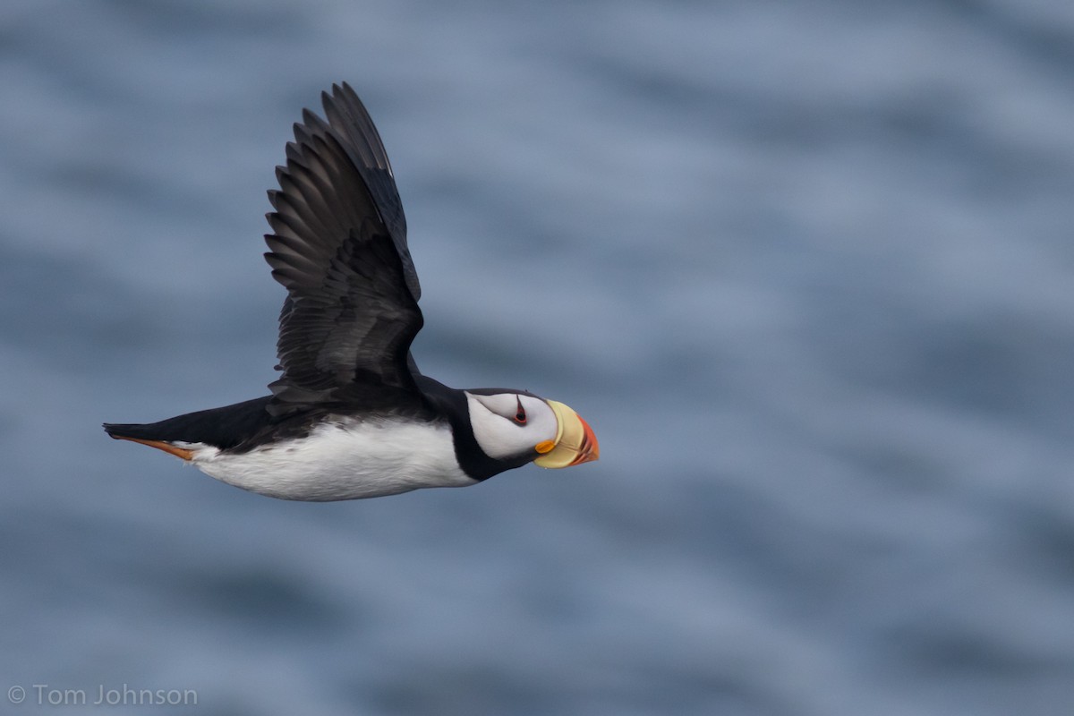 Horned Puffin - ML197867781