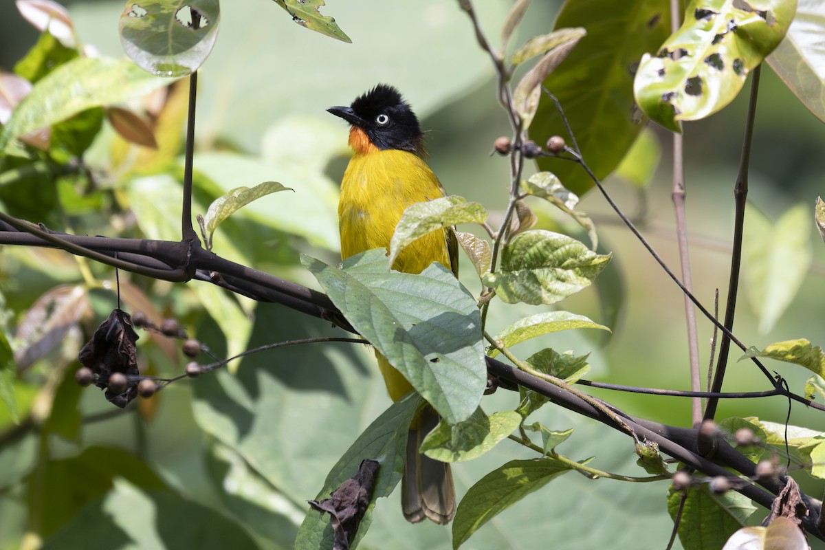 Bulbul Gorjinaranja - ML197867861