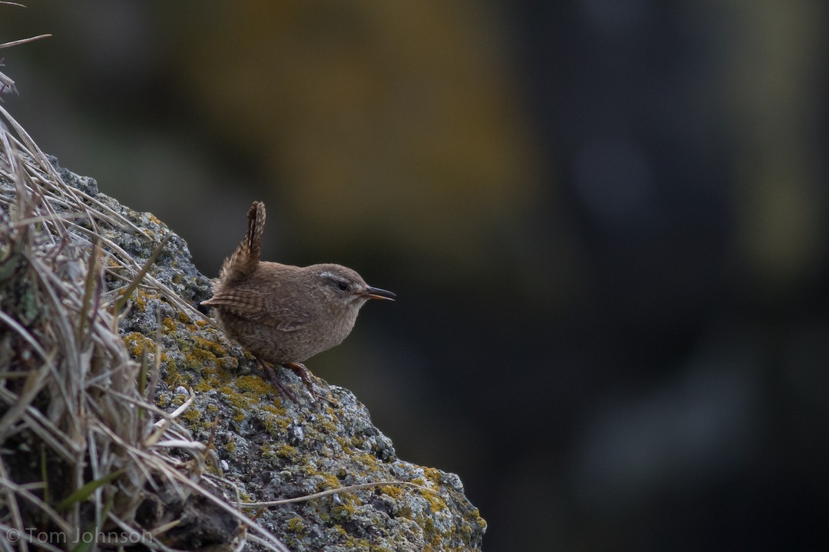 Pacific Wren (alascensis Group) - Tom Johnson