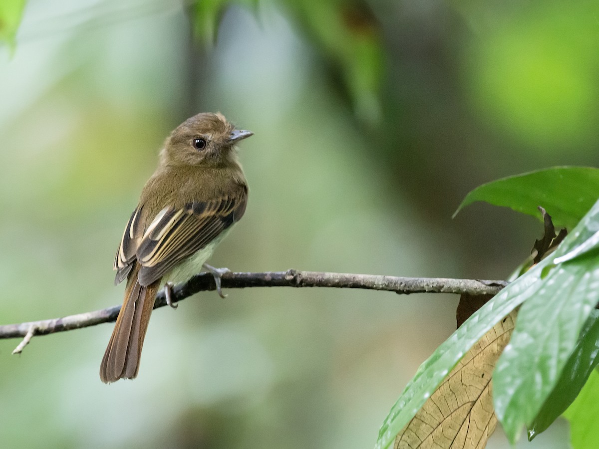 Brownish Twistwing - Nick Athanas