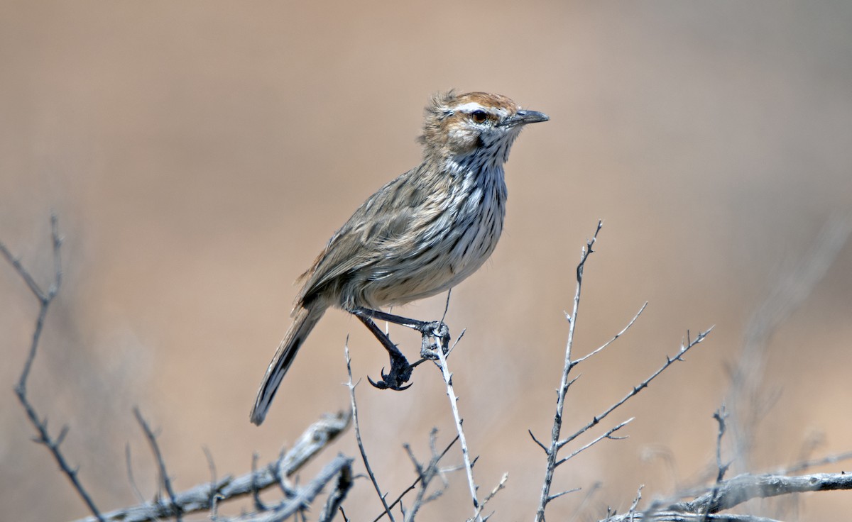 Rufous Fieldwren - ML197868781