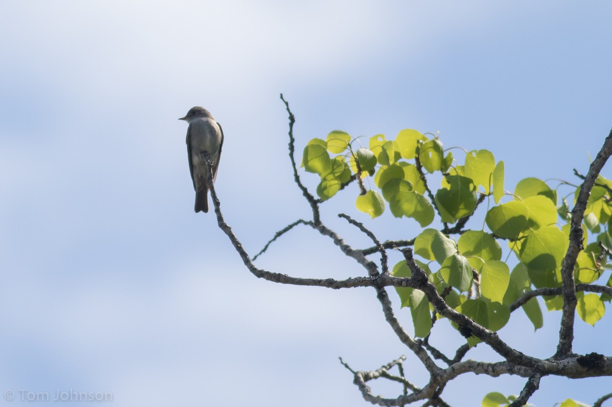 Western Wood-Pewee - ML197869411