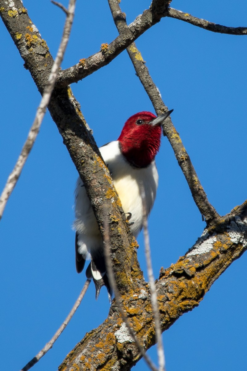 Red-headed Woodpecker - JC Avena