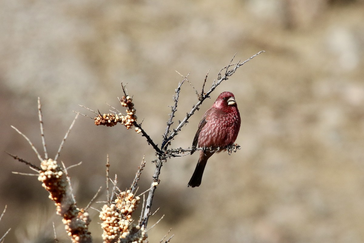 Great Rosefinch - ML197870241