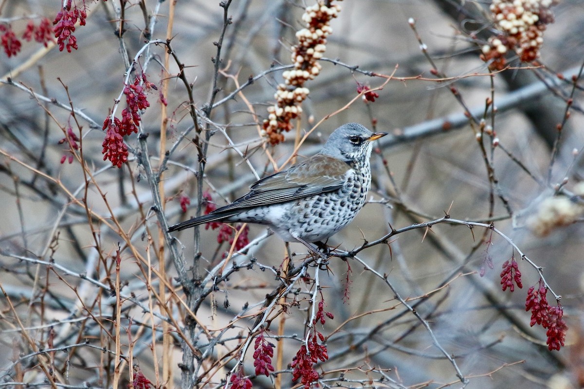 Fieldfare - ML197870331