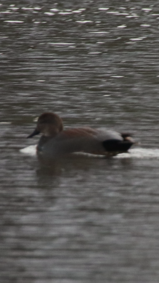 Gadwall - ML197871561