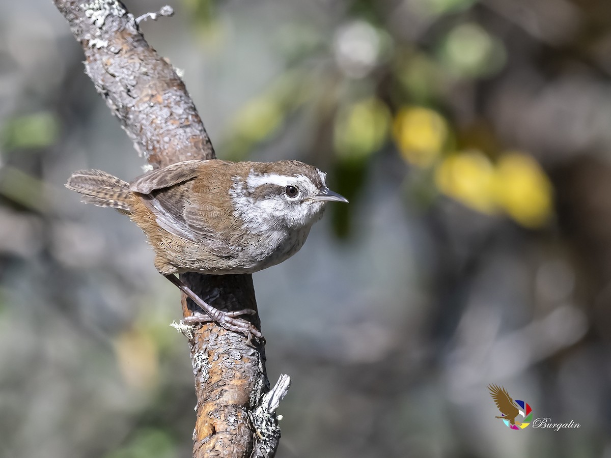 Timberline Wren - fernando Burgalin Sequeria