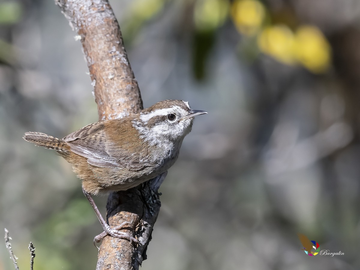 Timberline Wren - fernando Burgalin Sequeria