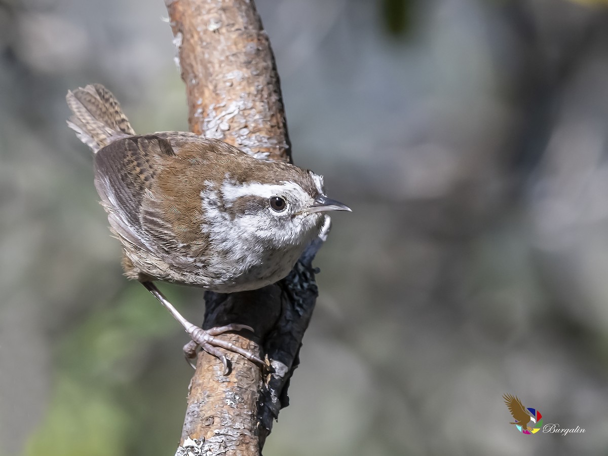 Timberline Wren - fernando Burgalin Sequeria