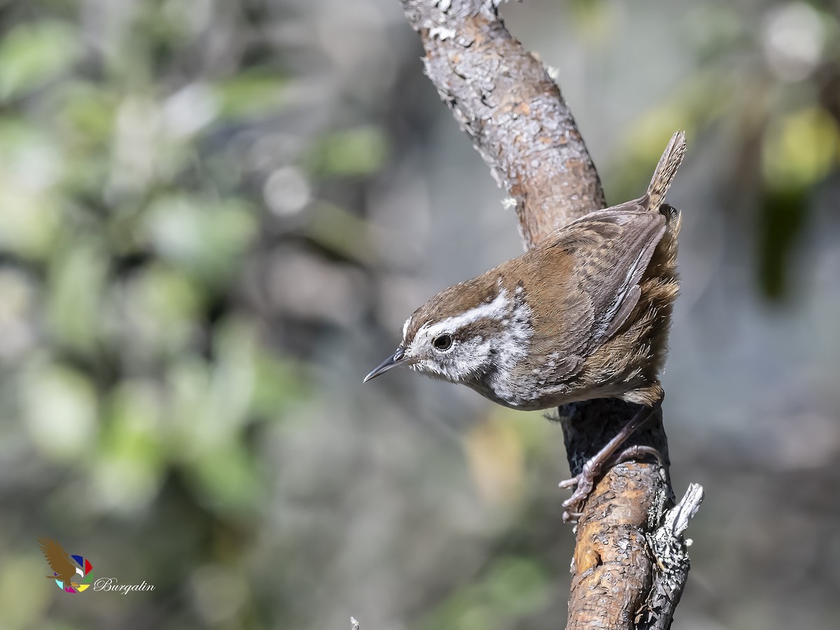 Timberline Wren - fernando Burgalin Sequeria