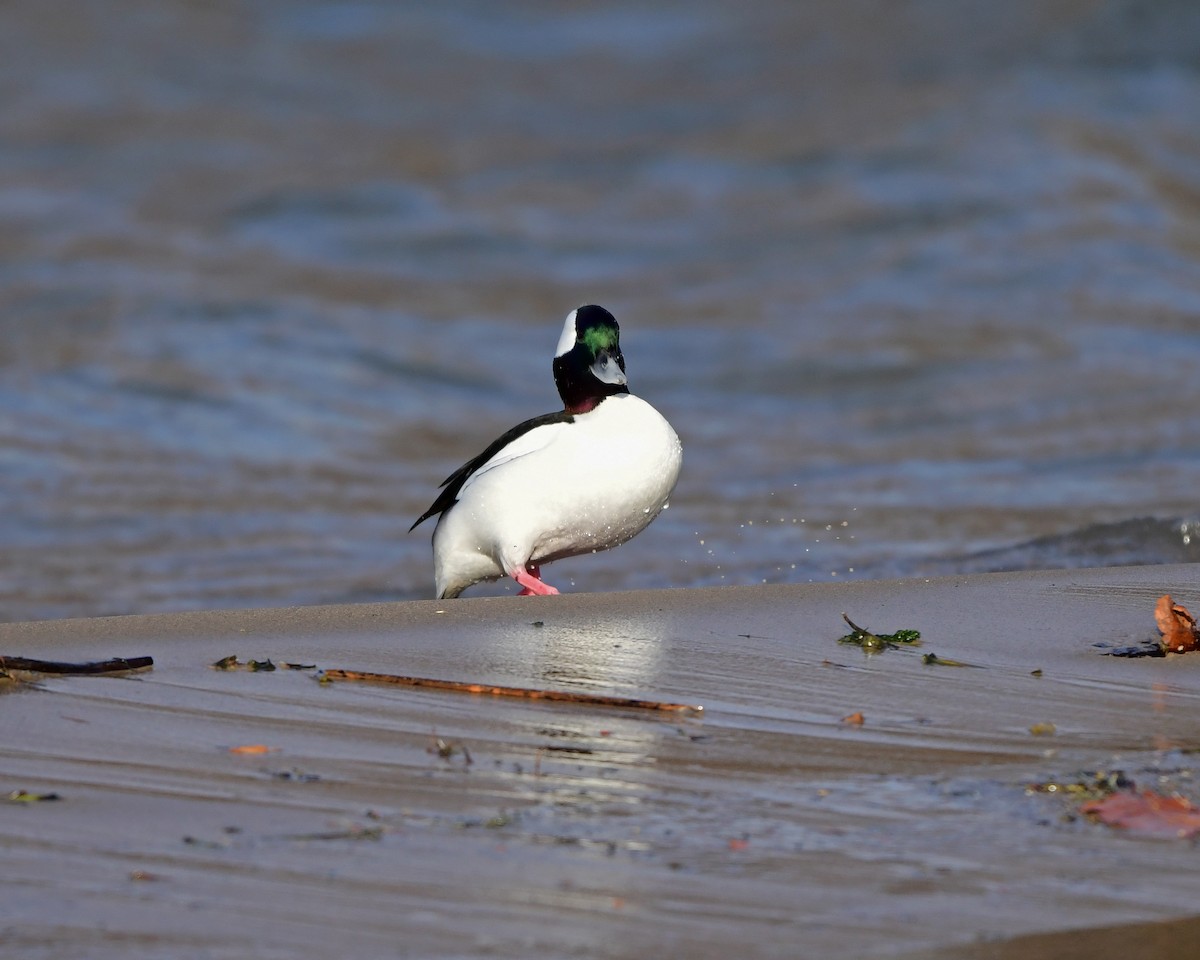 Bufflehead - Kevin Murphy