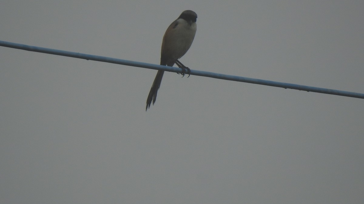 Long-tailed Shrike - ML197873271