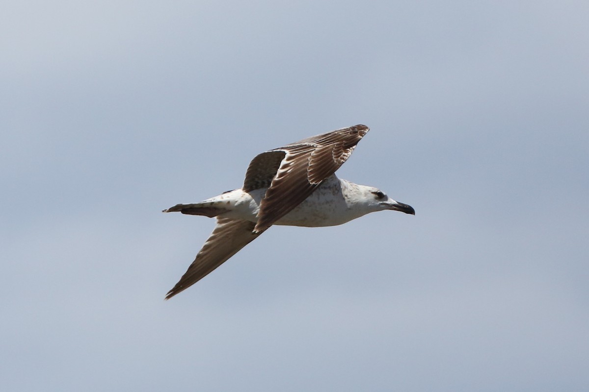 gull sp. - Leonardo Rassu